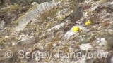 Video of Alpine Accentor - Alpine Accentor finding insects in the top of the mountain.